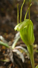 Pterostylis puberula