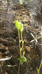 Pterostylis puberula