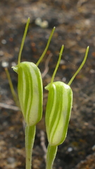 Pterostylis puberula