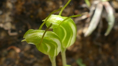 Pterostylis puberula