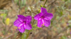 Mirabilis glabrifolia