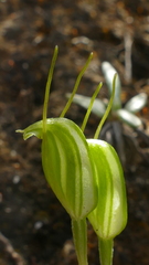 Pterostylis puberula