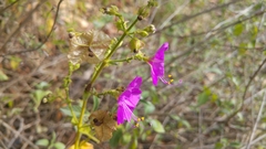 Mirabilis glabrifolia