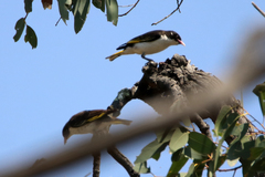Grantiella picta