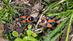 Melanerythrus mactans