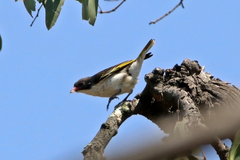 Grantiella picta