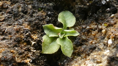 Pterostylis puberula