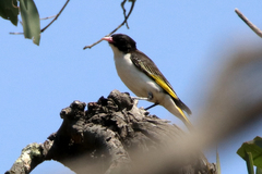 Grantiella picta