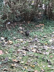 Turdus merula