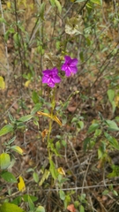 Mirabilis glabrifolia