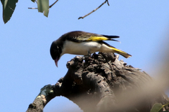 Grantiella picta