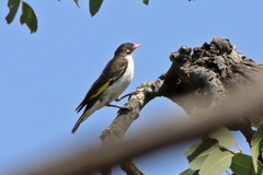 Grantiella picta