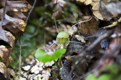 Corybas walliae