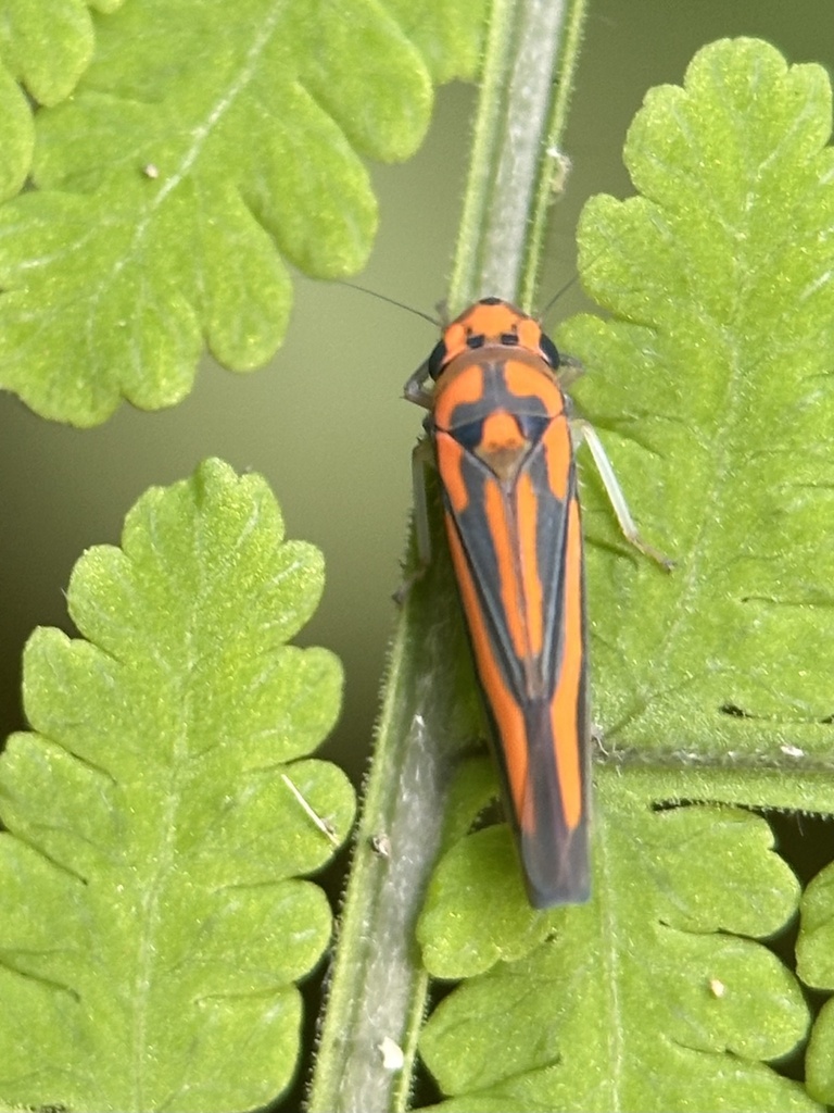 Atkinsoniella nigrominiatula