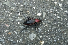 Carabus nankotaizanus