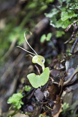 Corybas walliae