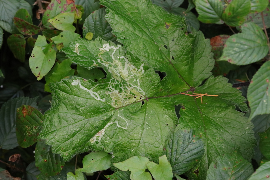 Phytomyza spondylii