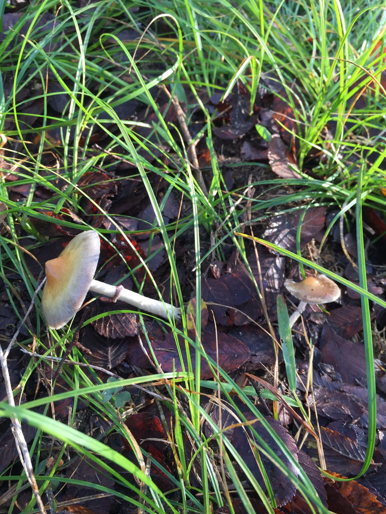 Magic Mushroom from 78629, Gonzales, TX, US on November 14, 2016 at 1122 PM by zinadoan