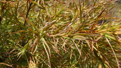 Dracophyllum trimorphum
