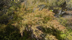 Dracophyllum trimorphum