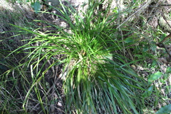 Carex forsteri