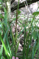 Carex forsteri