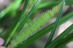 Carex forsteri