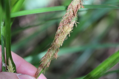 Carex forsteri
