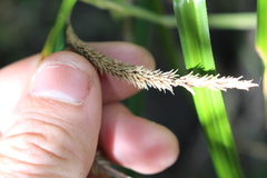 Carex forsteri