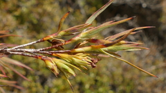 Dracophyllum trimorphum