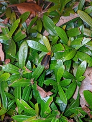 Pyrocoelia praetexta