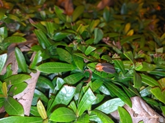 Pyrocoelia praetexta