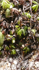 Hymenophyllum minimum