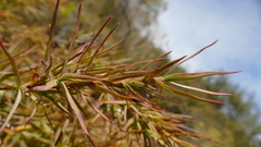 Dracophyllum trimorphum