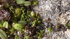 Hymenophyllum minimum