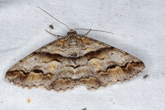 Gastrinodes bitaeniaria