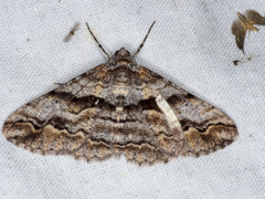 Gastrinodes bitaeniaria