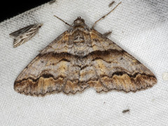 Gastrinodes bitaeniaria