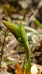 Pterostylis tasmanica