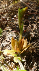 Pterostylis tasmanica