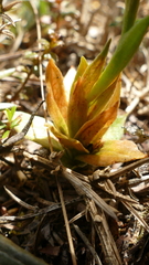 Pterostylis tasmanica