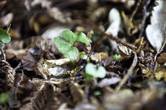 Corybas hypogaeus