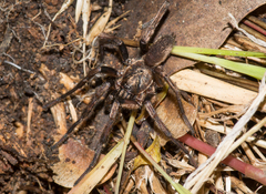 Stanwellia nebulosa