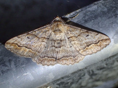 Gastrinodes bitaeniaria