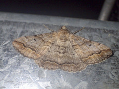 Gastrinodes bitaeniaria