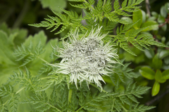 Selinum