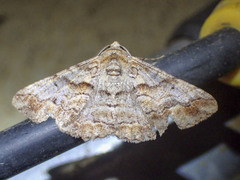 Gastrinodes bitaeniaria