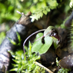 Corybas hypogaeus