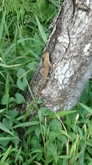 Calotes