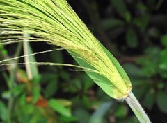 Miscanthus floridulus